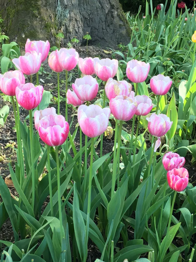 Keukenhof – o maior parque de tulipas da Europa 4