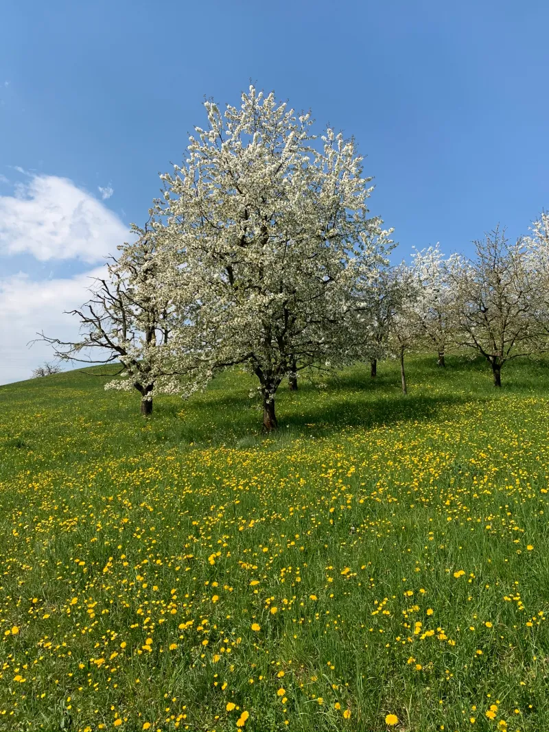 IMG 4760